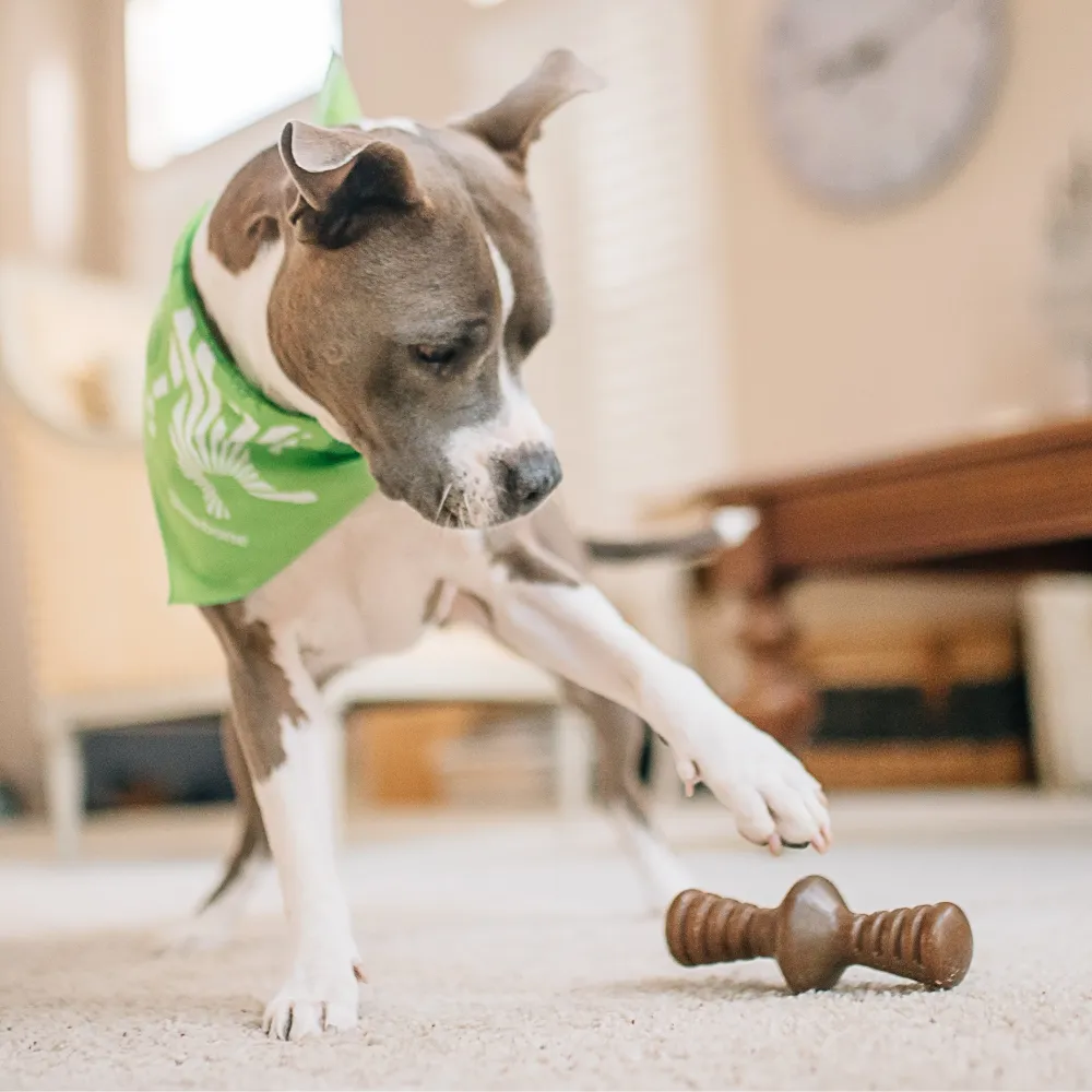 Benebone Chicken Flavored Zaggler Chew Toy  for Dogs