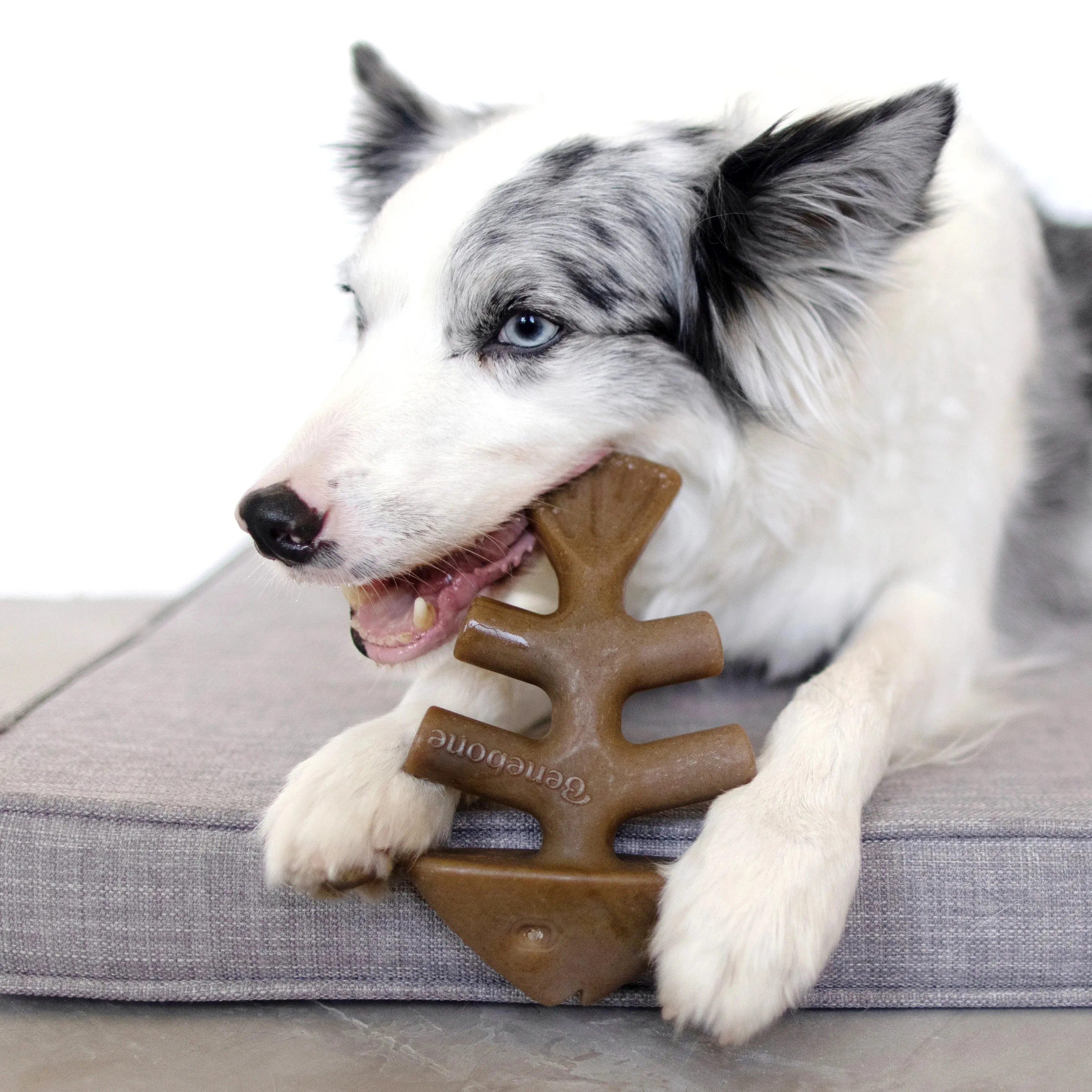 Benebone Jack Salmon Flavored Fishbone Chew Toy for Dogs