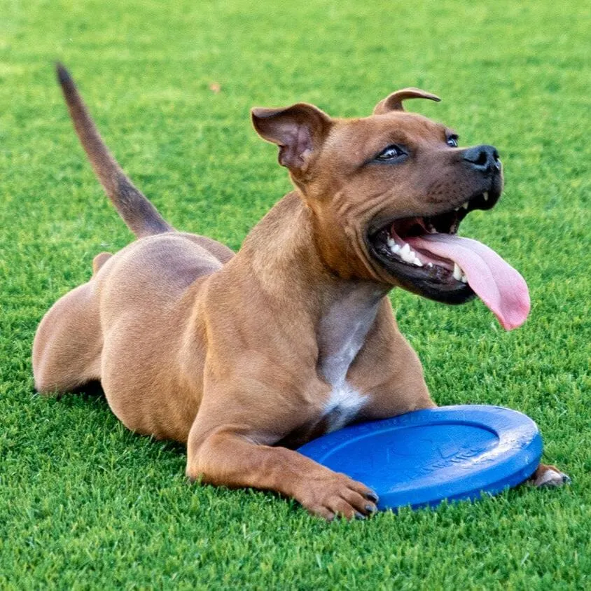 K9 Play™ Dog Toy Kit