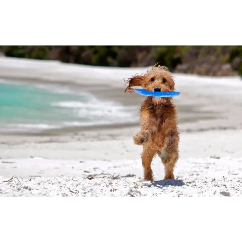 Plastic Pets Dog Flying Disc