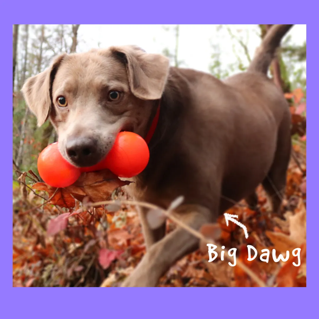 Ruff Dawg Big Dawg