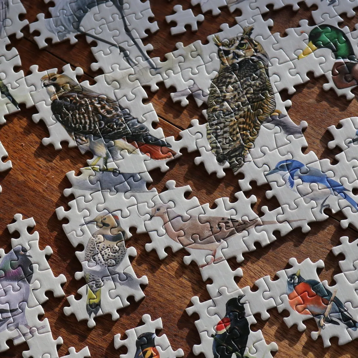 Sibley Backyard Birding Puzzle