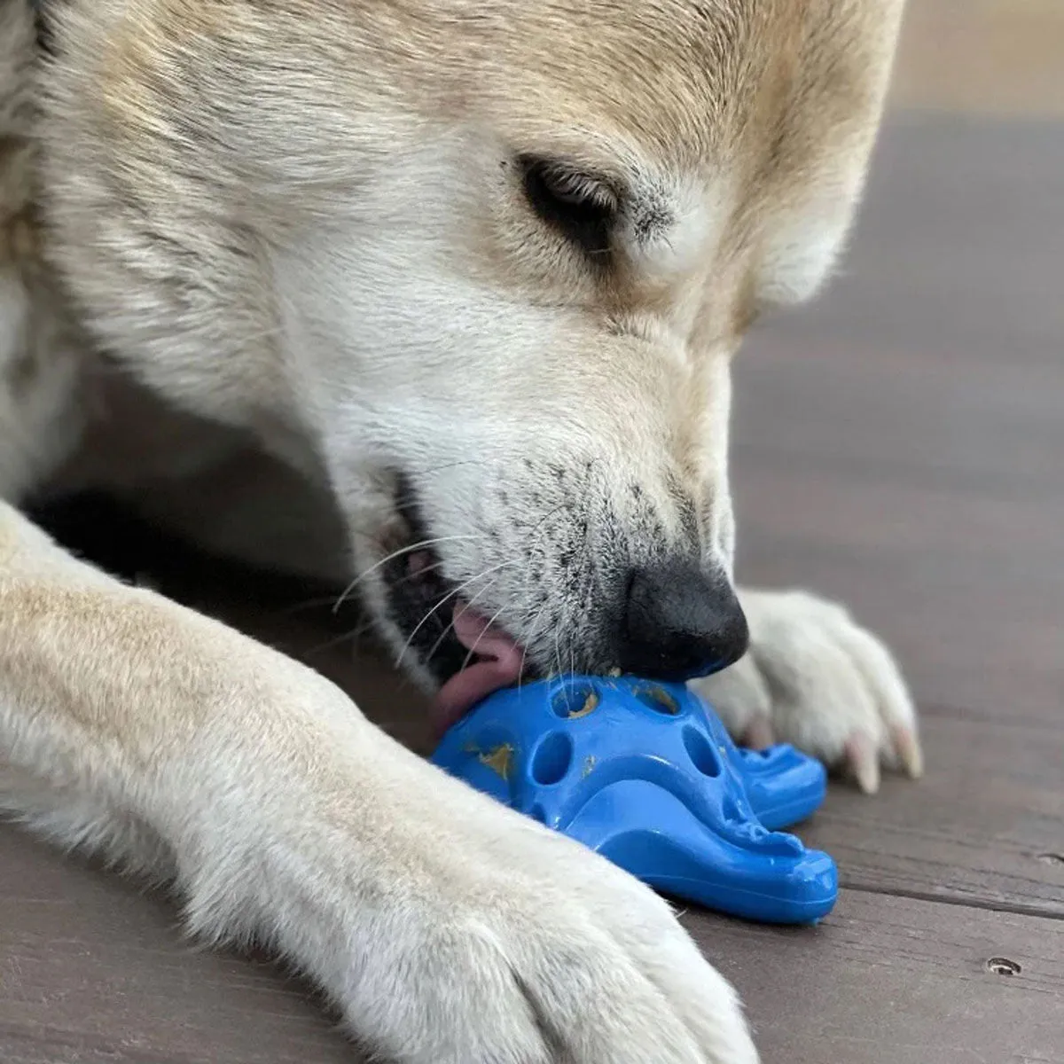 SodaPup Starfish Blue Ultra Durable Nylon Dog Toy
