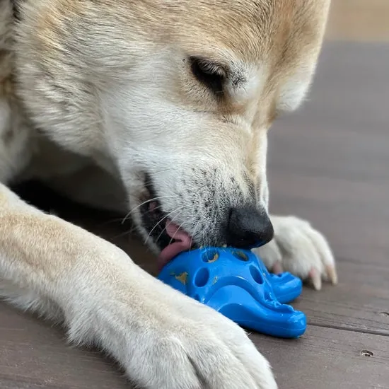 SodaPup Ultra Durable Nylon Starfish Chew Dog Toy - Red or Blue