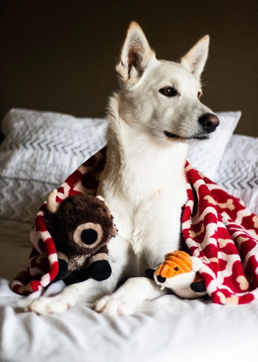 Tall Tails Dog Toy Plush Fox